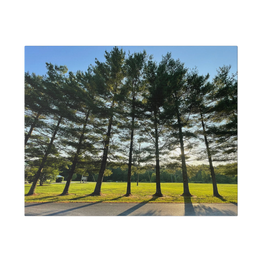 Canvas Wall Art – Sunlit Pine Tree Row Landscape (Classic Stretched Canvas)