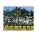 Canvas Wall Art – Sunlit Pine Tree Row Landscape (Classic Stretched Canvas)