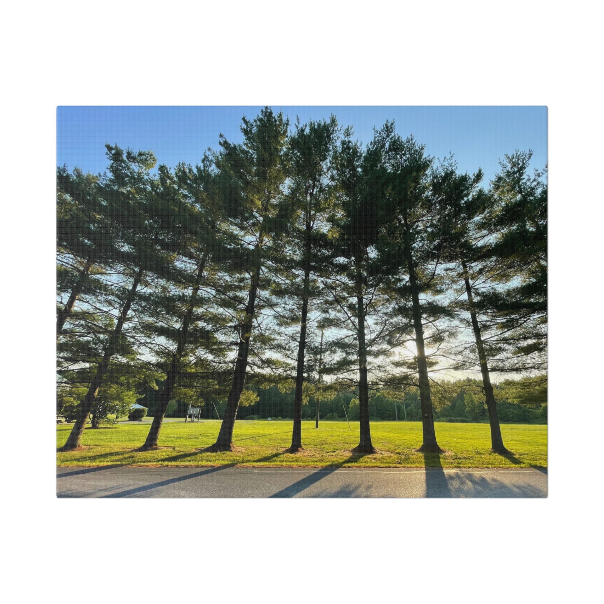 Canvas Wall Art – Sunlit Pine Tree Row Landscape (Classic Stretched Canvas)