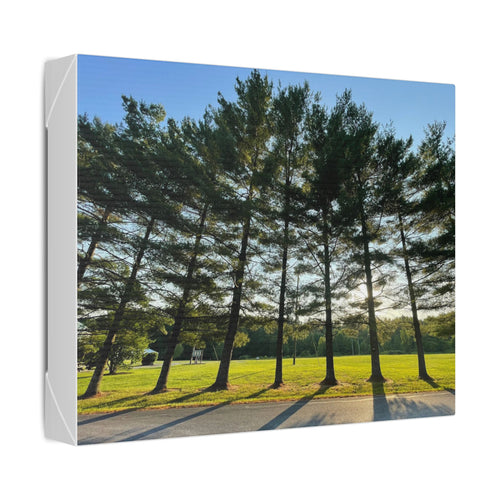 Canvas Wall Art – Sunlit Pine Tree Row Landscape (Classic Stretched Canvas)