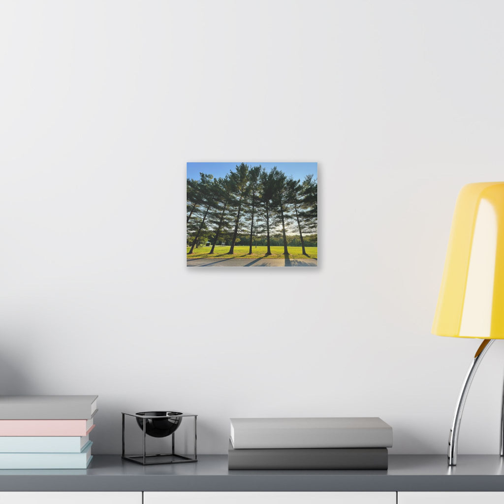Canvas Wall Art – Sunlit Pine Tree Row Landscape (Classic Stretched Canvas)